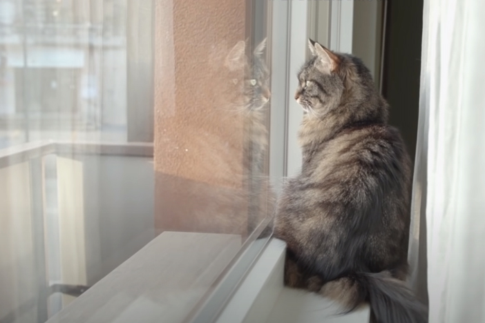 VanCat, tv reklamı, Evde Kal